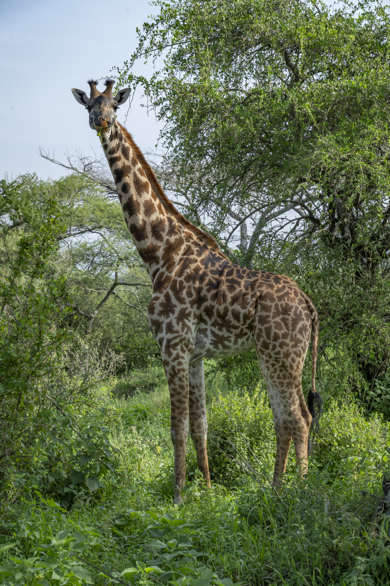 Adopt a giraffe: Eliana!