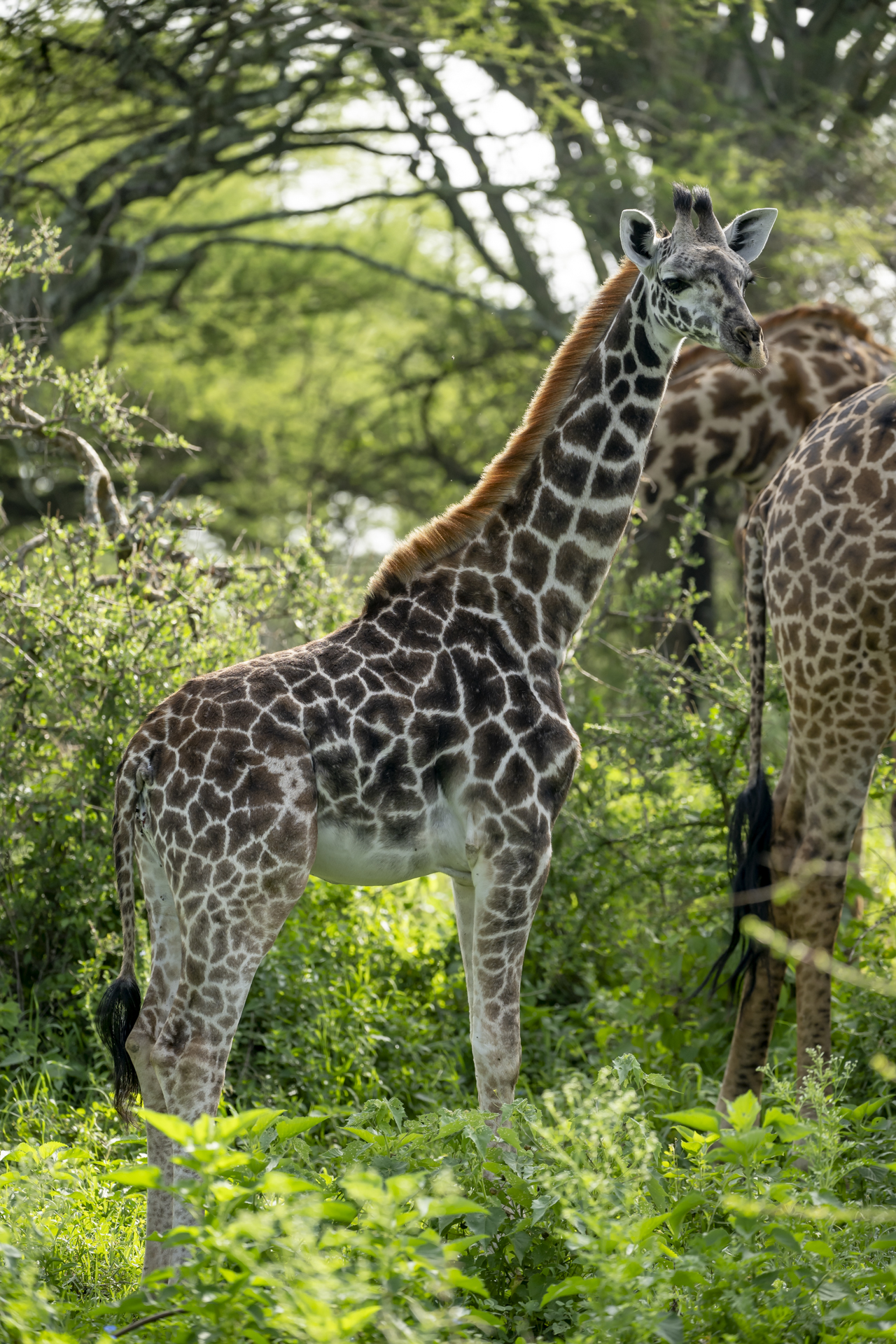 Adopt a giraffe: Lottie!