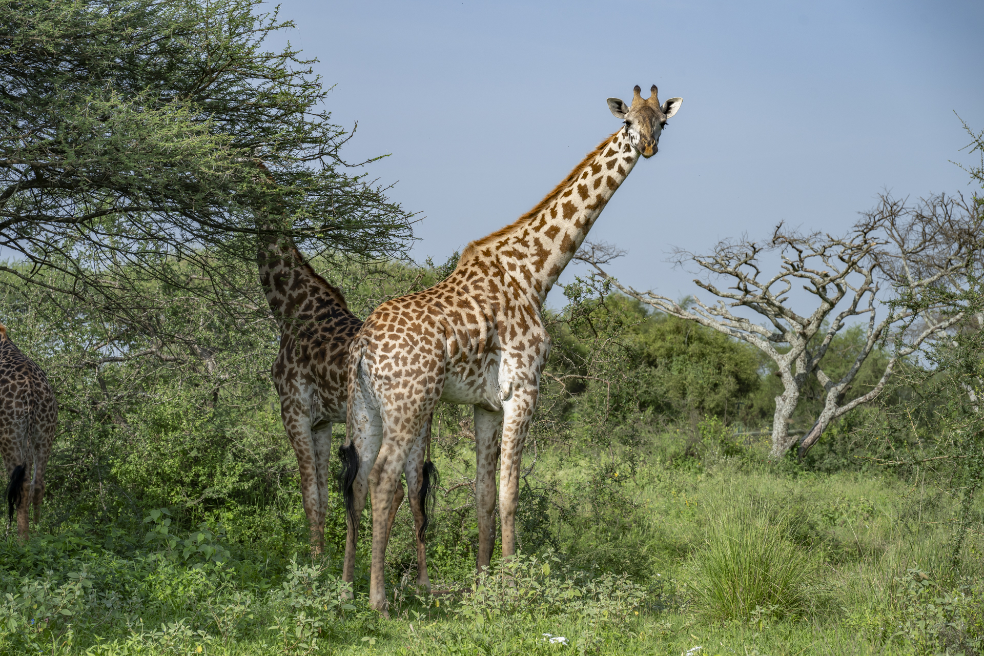 Adopt a giraffe: Valerie!
